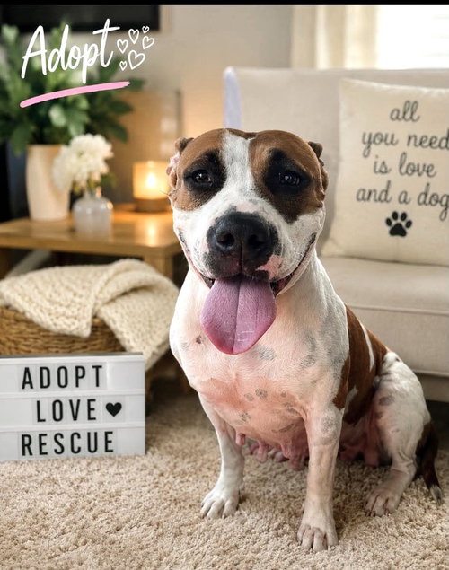 Freya SS in MS, an adoptable Unknown breed in Coventry, RI