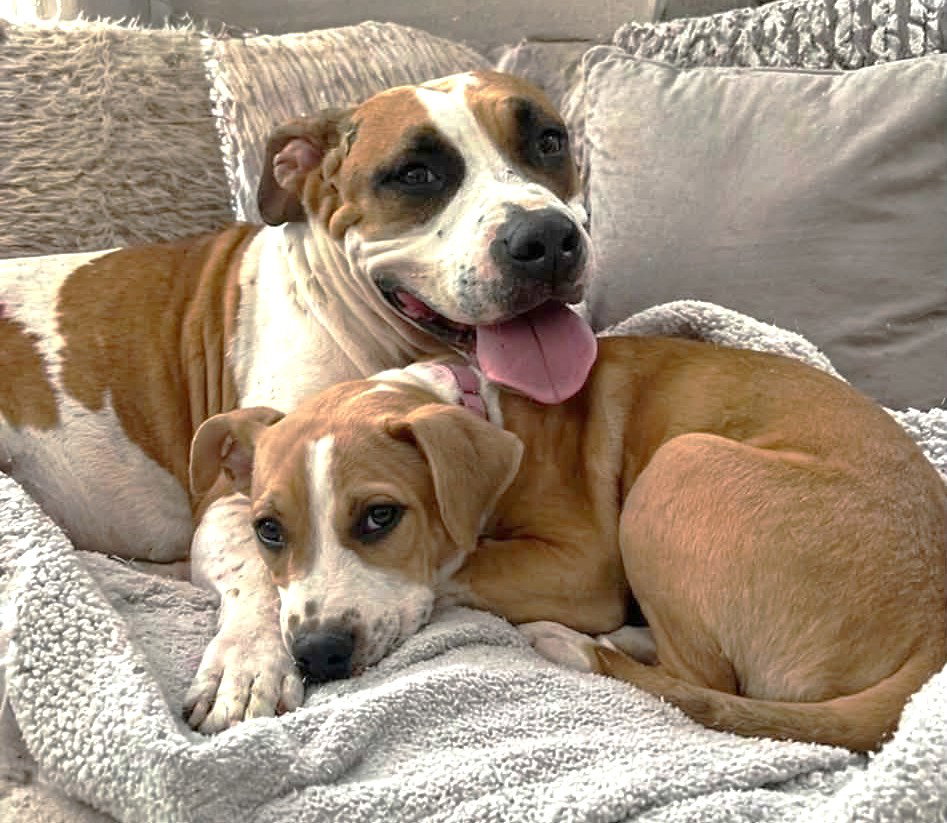 Freya SS in RI, Mixed Breed