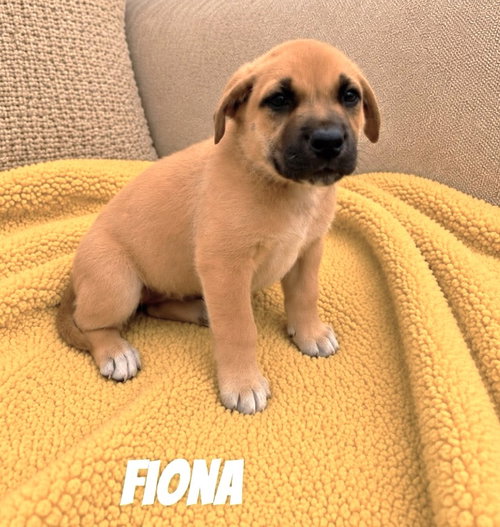 Fiona SS in MS, an adoptable Unknown breed in Coventry, RI
