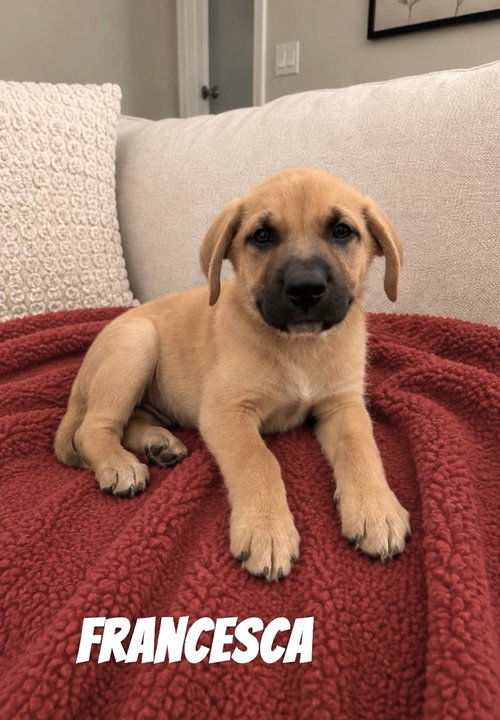 Francesca SS in MS, an adoptable Unknown breed in Coventry, RI