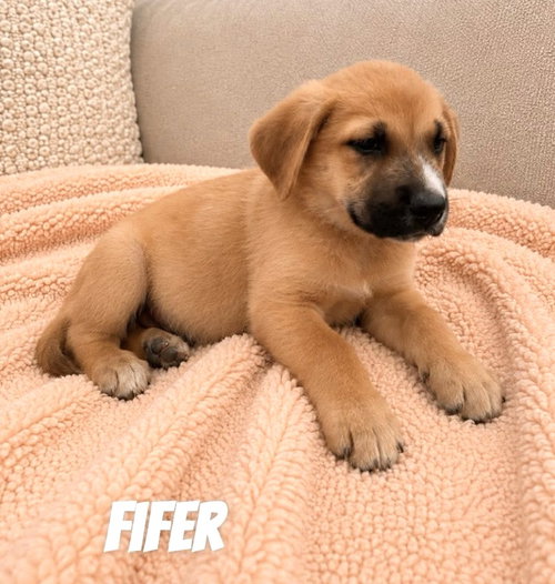 Fifer SS in MS, an adoptable Unknown breed in Coventry, RI