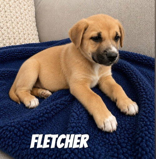 Fletcher SS in MS, an adoptable Unknown breed in Coventry, RI