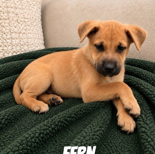 Fern SS in MS, an adoptable Unknown breed in Coventry, RI