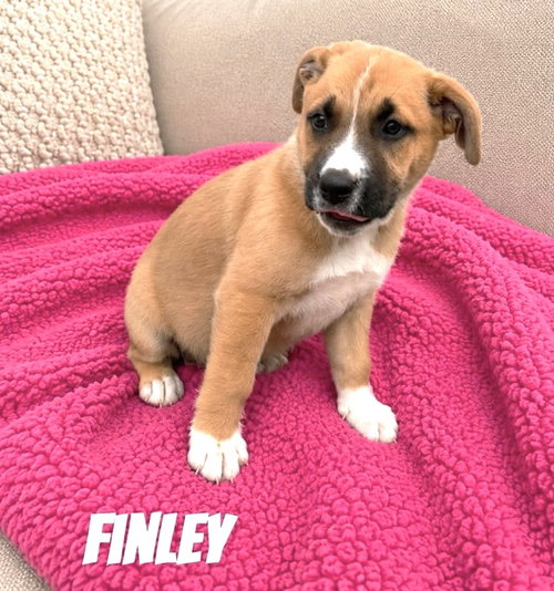Finley SS in MS, an adoptable Unknown breed in Coventry, RI