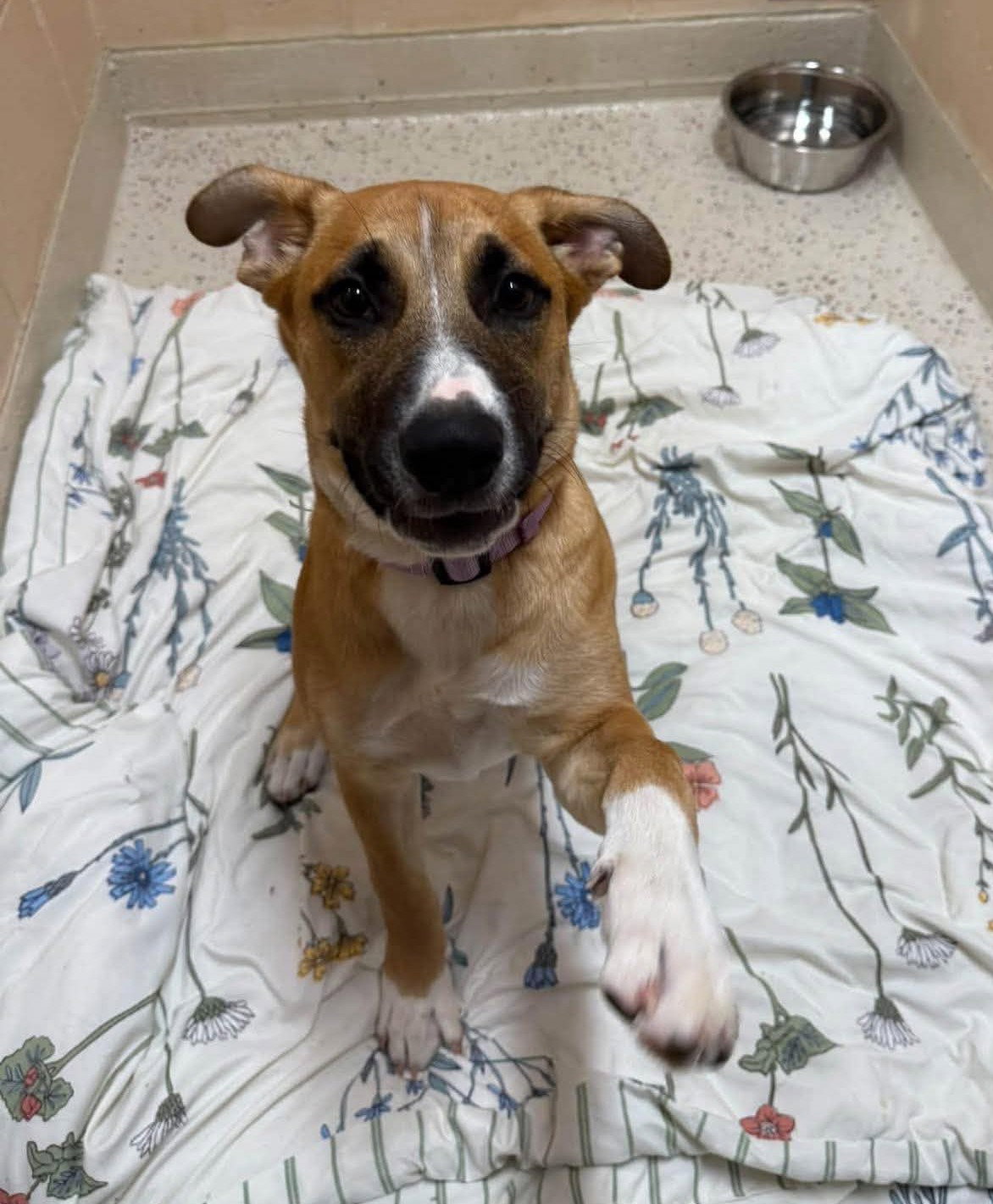 Finley SS in RI, Mixed Breed