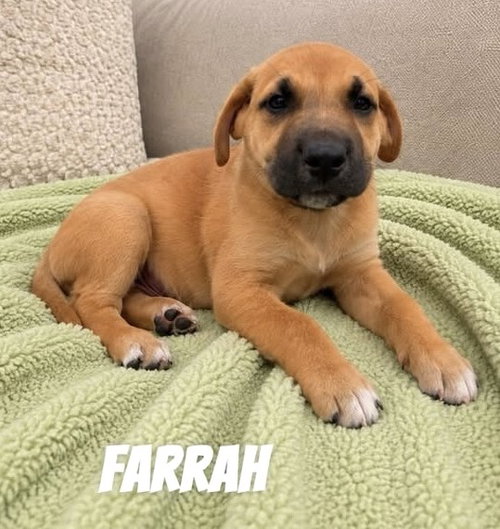 Farrah SS in MS, an adoptable Unknown breed in Coventry, RI