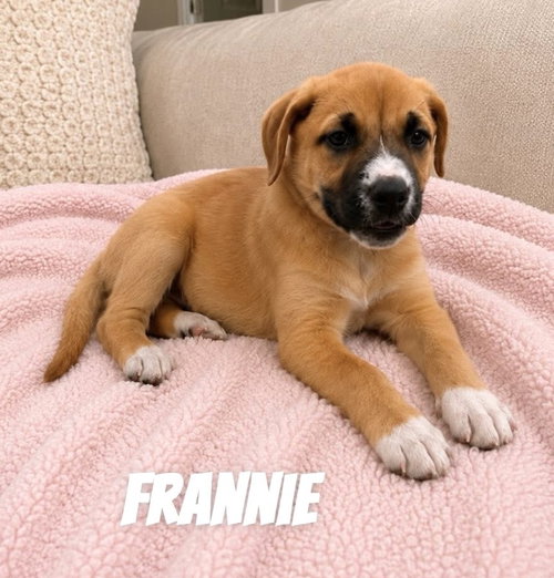 Frannie SS in MS, an adoptable Unknown breed in Coventry, RI