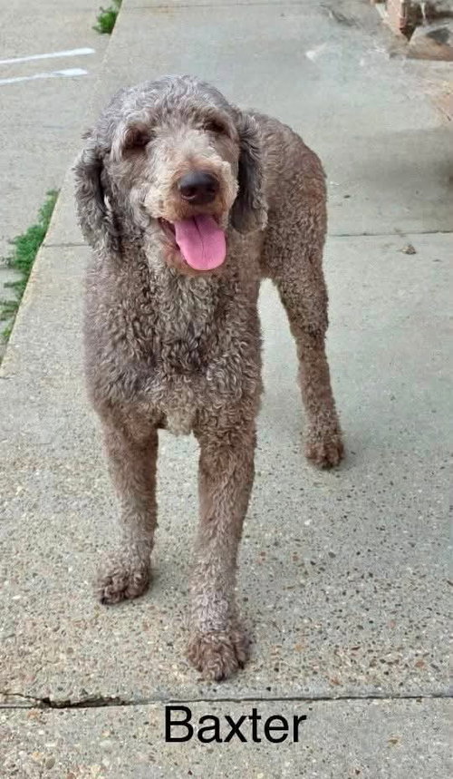 Baxter KW in MS, an adoptable Poodle in Coventry, RI