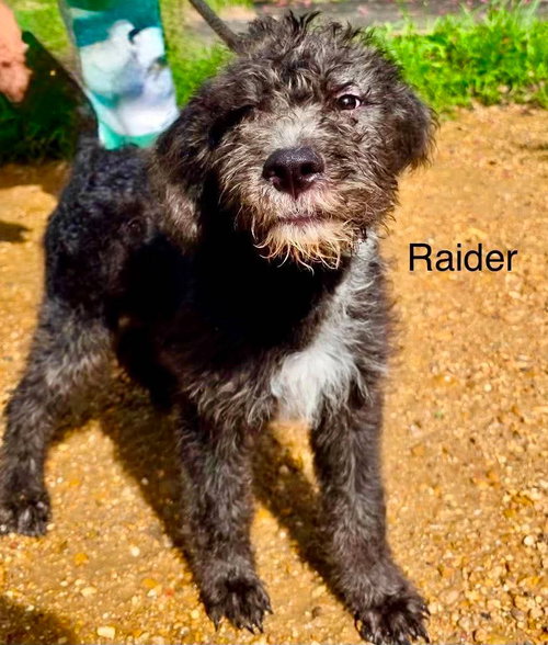 Raider KW in MS, an adoptable Poodle in Coventry, RI