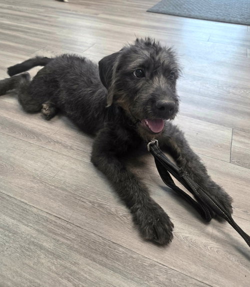 Sylvie DK in MS, an adoptable Poodle in Coventry, RI