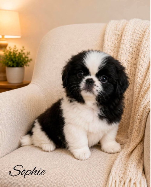 Sophie JC in MS, an adoptable Pekingese in Coventry, RI