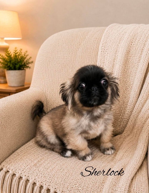 Sherlock JC in MS, an adoptable Pekingese in Coventry, RI