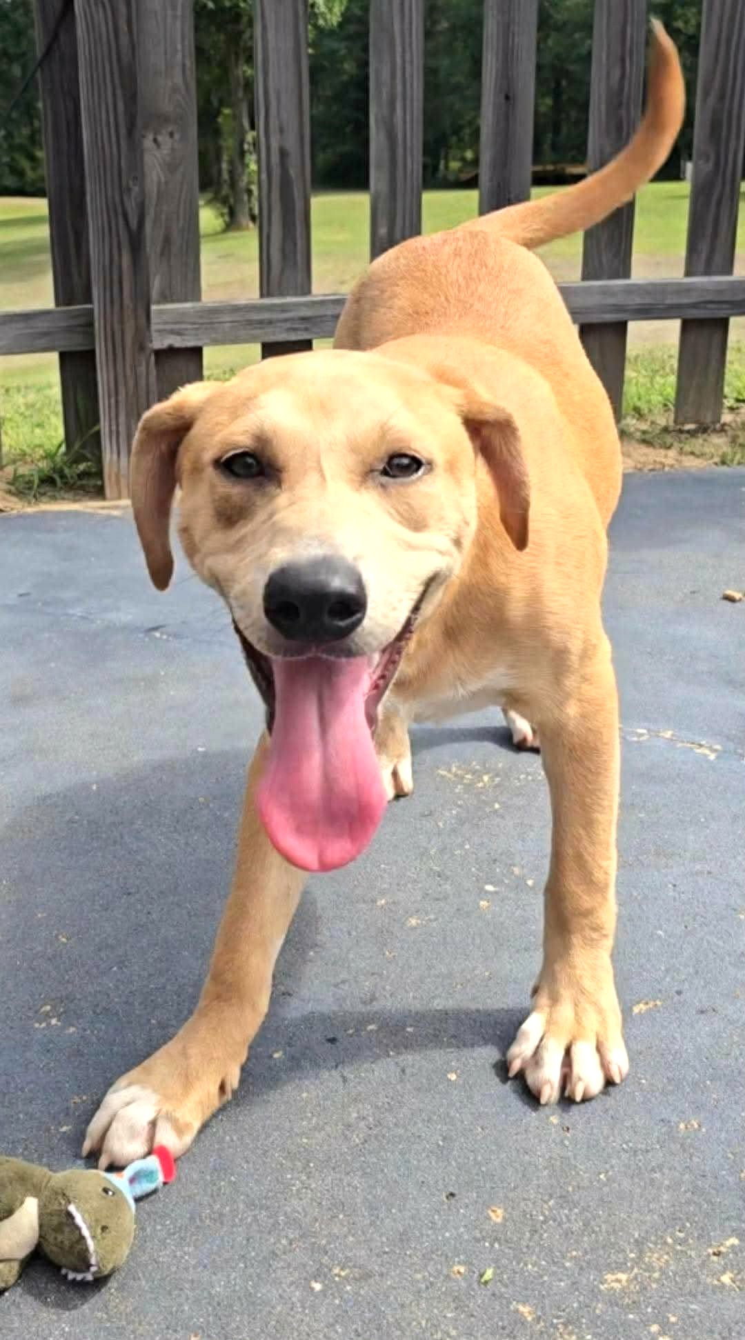Fern AA in MS, Labrador Retriever