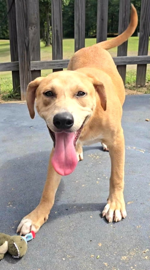 Fern AA in MS, a dog for adoption from Anchor Paws Rescue