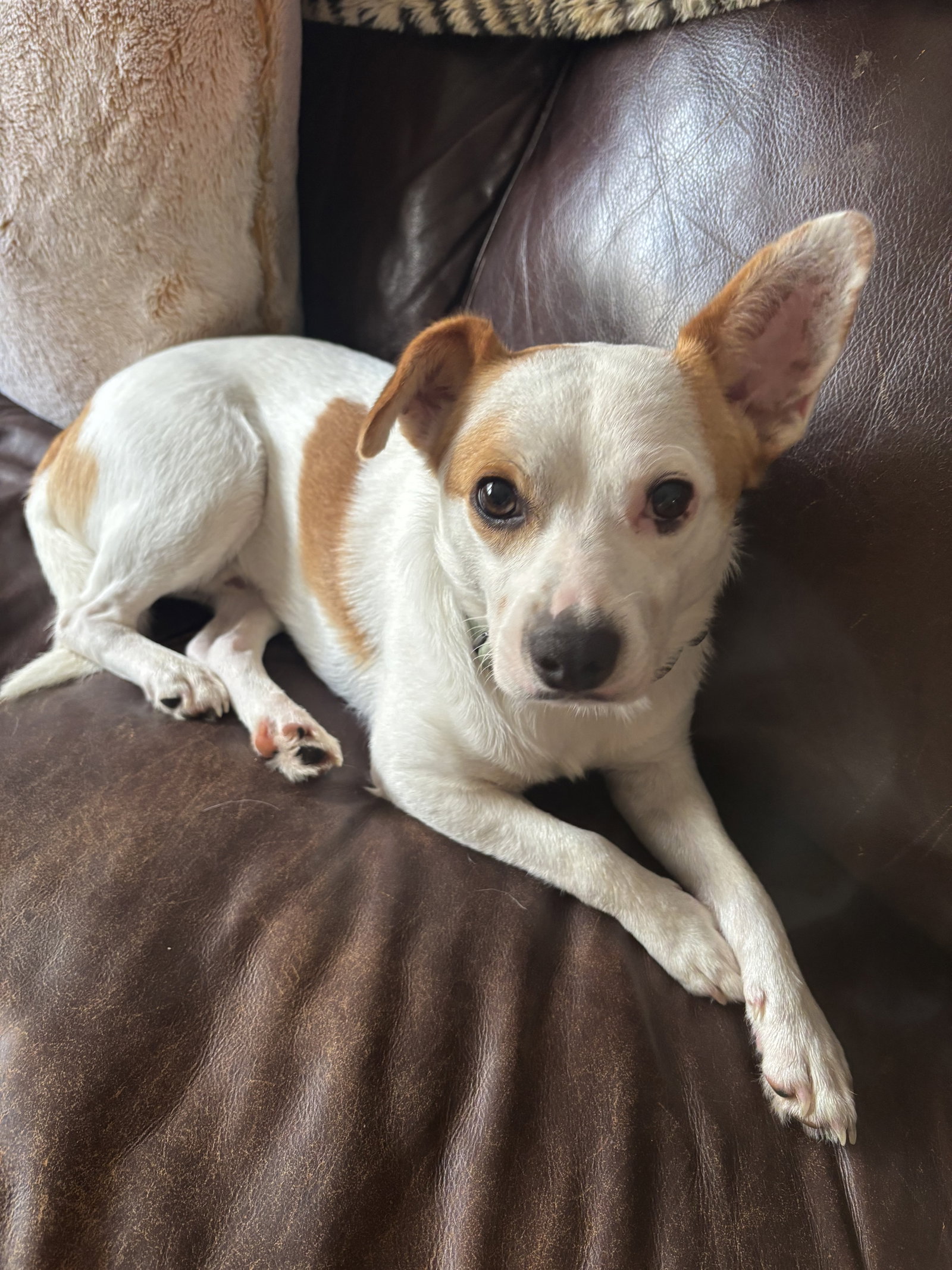 Scooter OS in RI, Mixed Breed
