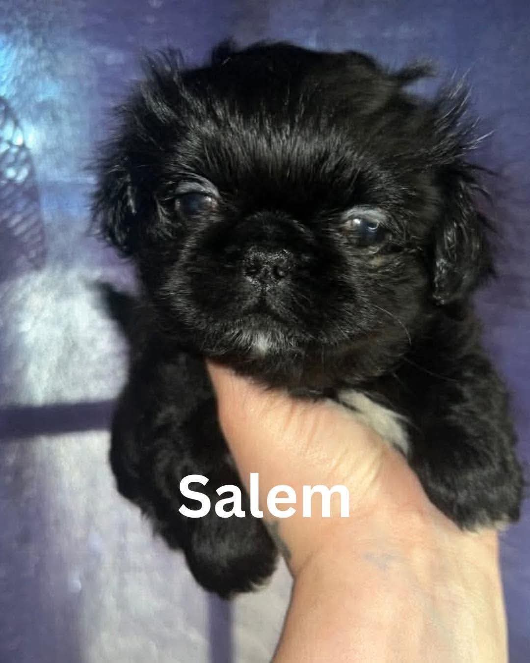 Salem JC in MS, Pekingese