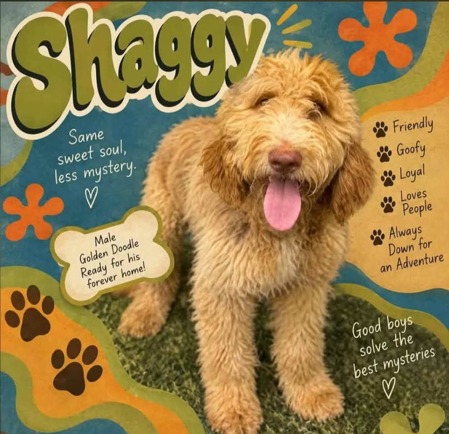 Shaggy KWI in MS, Golden Retriever