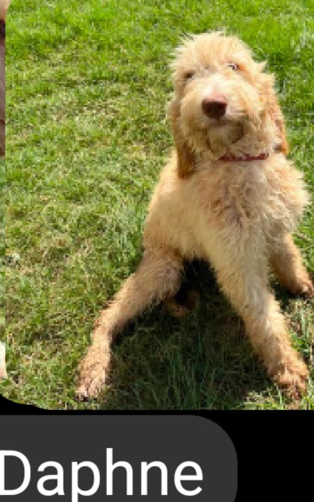 Daphne KWI in MS, Golden Retriever