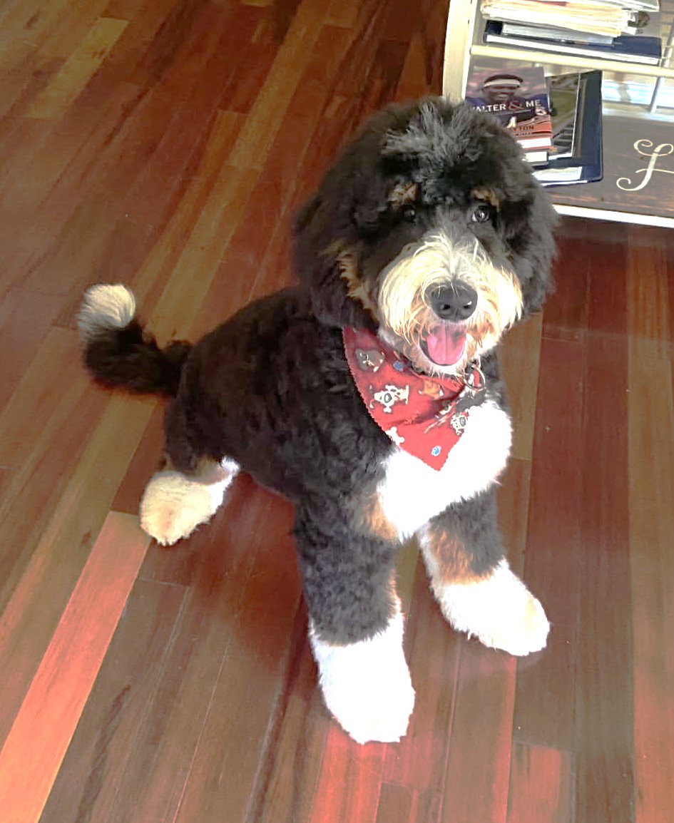 Champ JC in MS, Bernese Mountain Dog