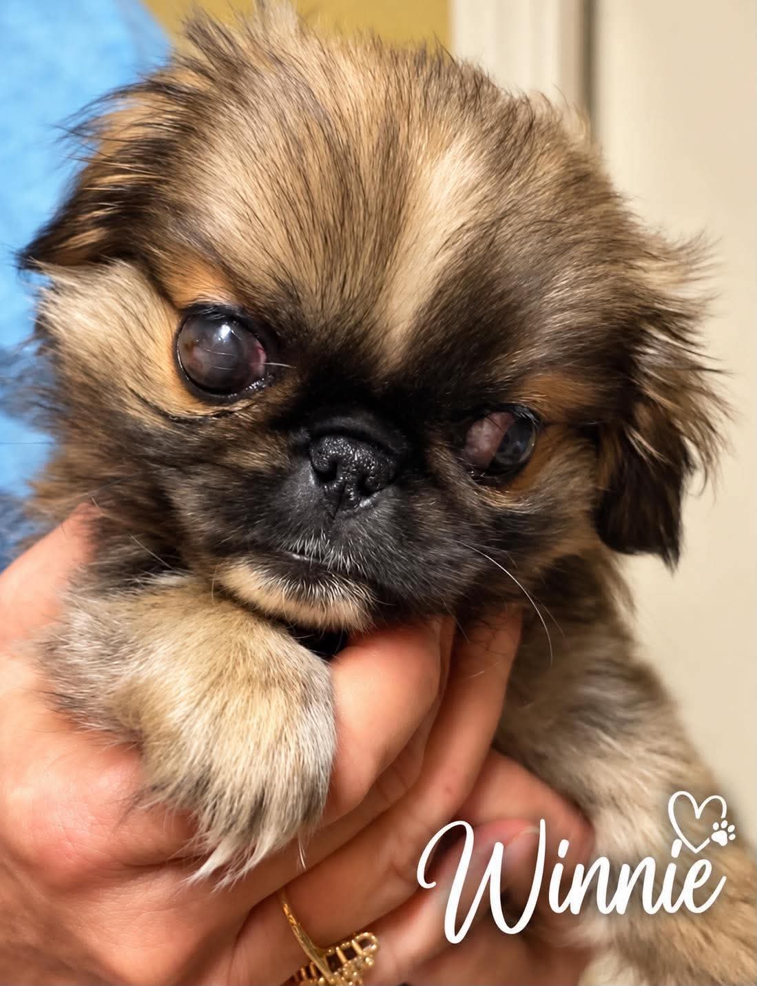 Winnie JC in MS, Pekingese