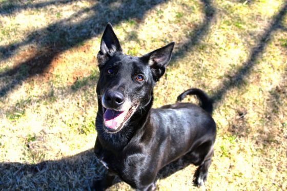 adoptable Dog in Rocky Point, NC named Chichi