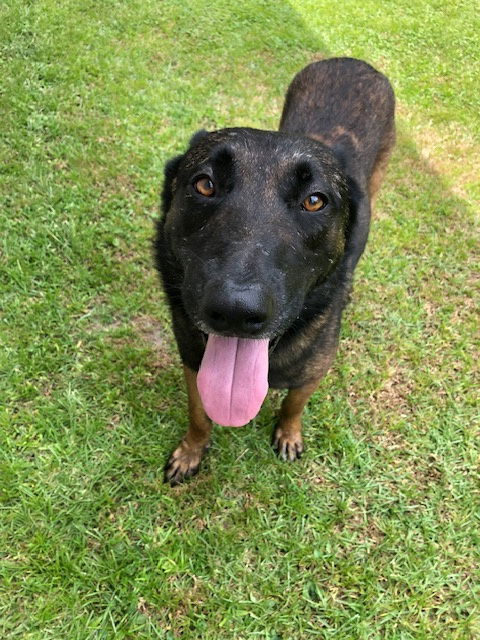 adoptable Dog in Rocky Point, NC named Bandit