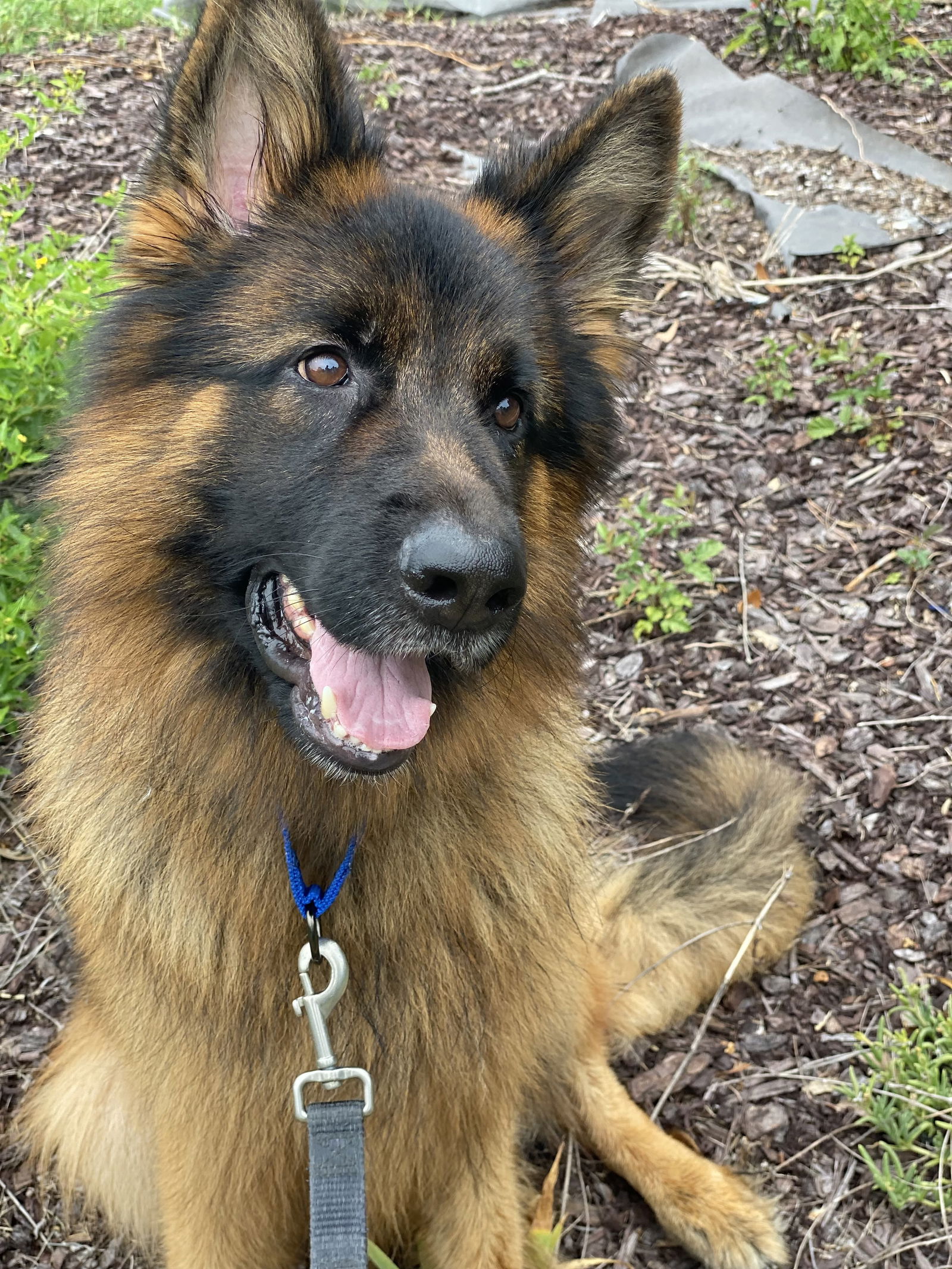 adoptable Dog in Rocky Point, NC named Gabriel