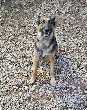 adoptable Dog in Rocky Point, NC named Sweetie