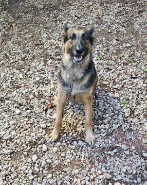 picture of the dog needing adoption