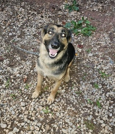 SWEETIE - German Shepherd Dog available for adoption