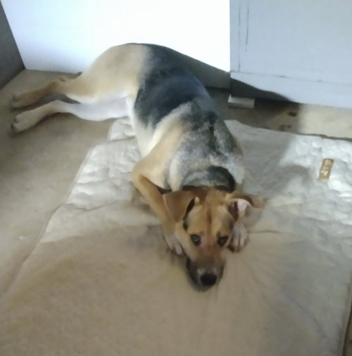 SANDY - German Shepherd Dog / Hound for adoption in Wilmington