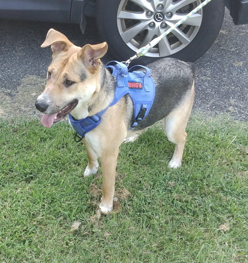 SANDY - German Shepherd Dog / Hound available for adoption