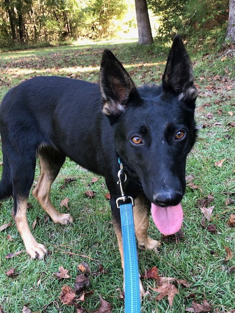 picture of the dog needing adoption