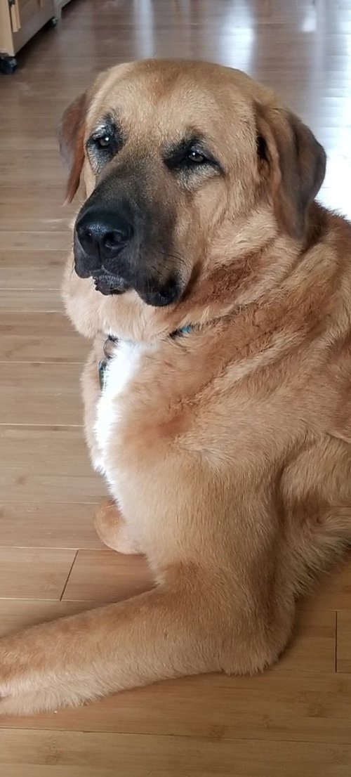 picture of the dog needing adoption