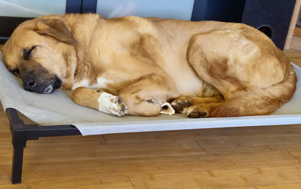 Sampson