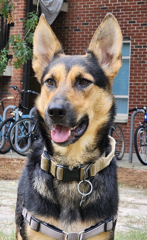 picture of the dog needing adoption