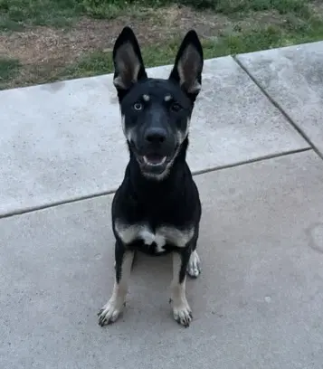 Kira image 2