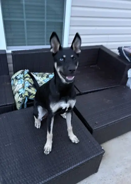 Kira image 3