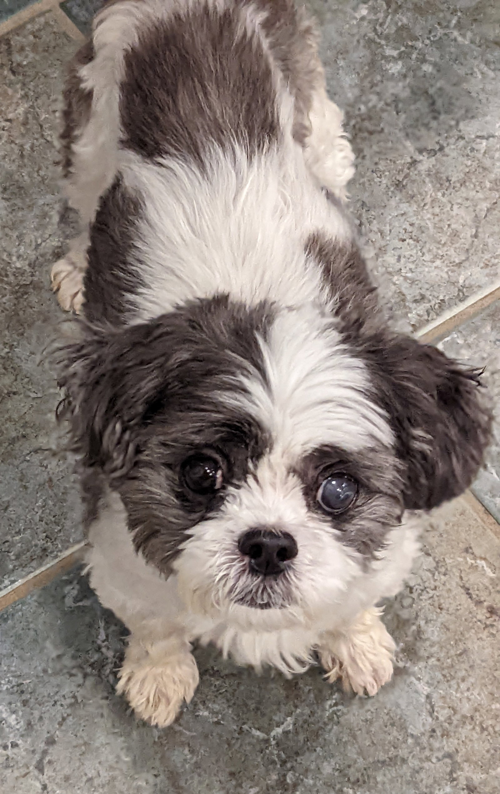Dolly