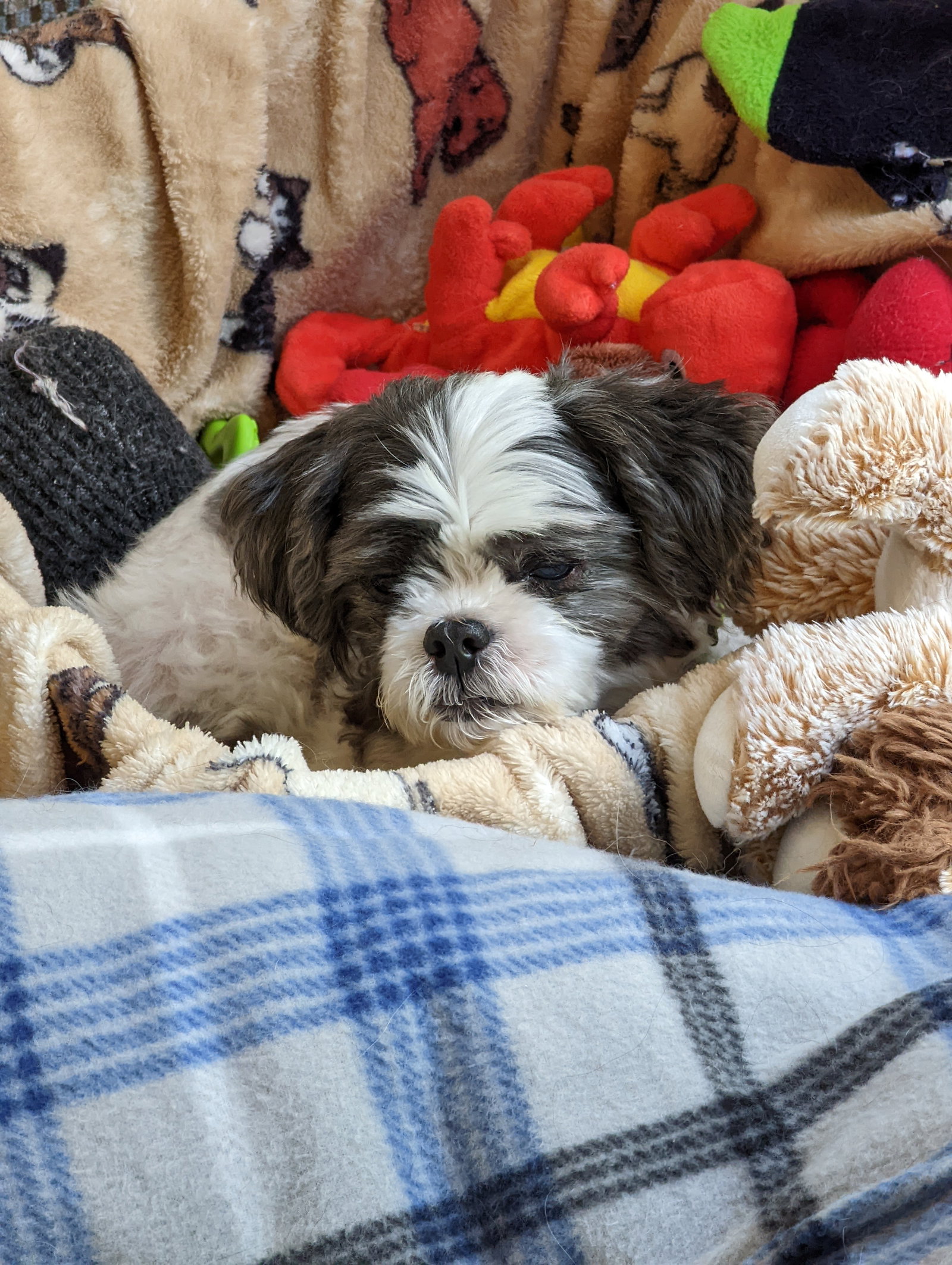 Dolly