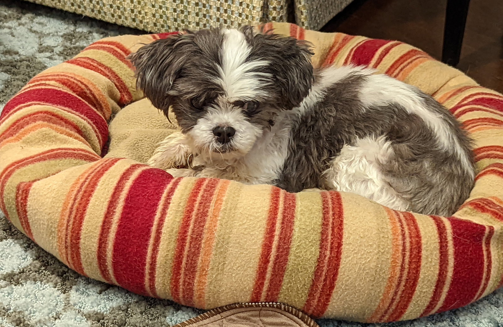 Dolly