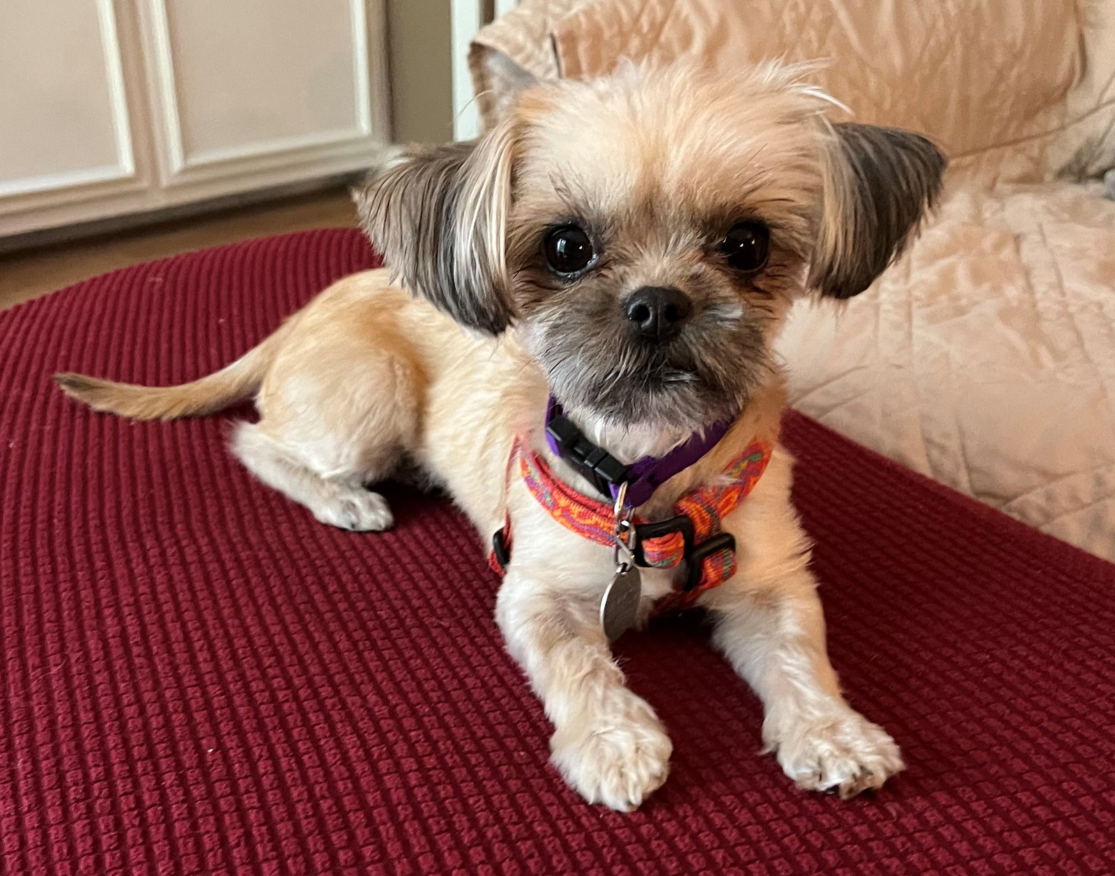 Dog for Adoption Kiki, a Yorkshire Terrier Yorkie in Greensboro, NC