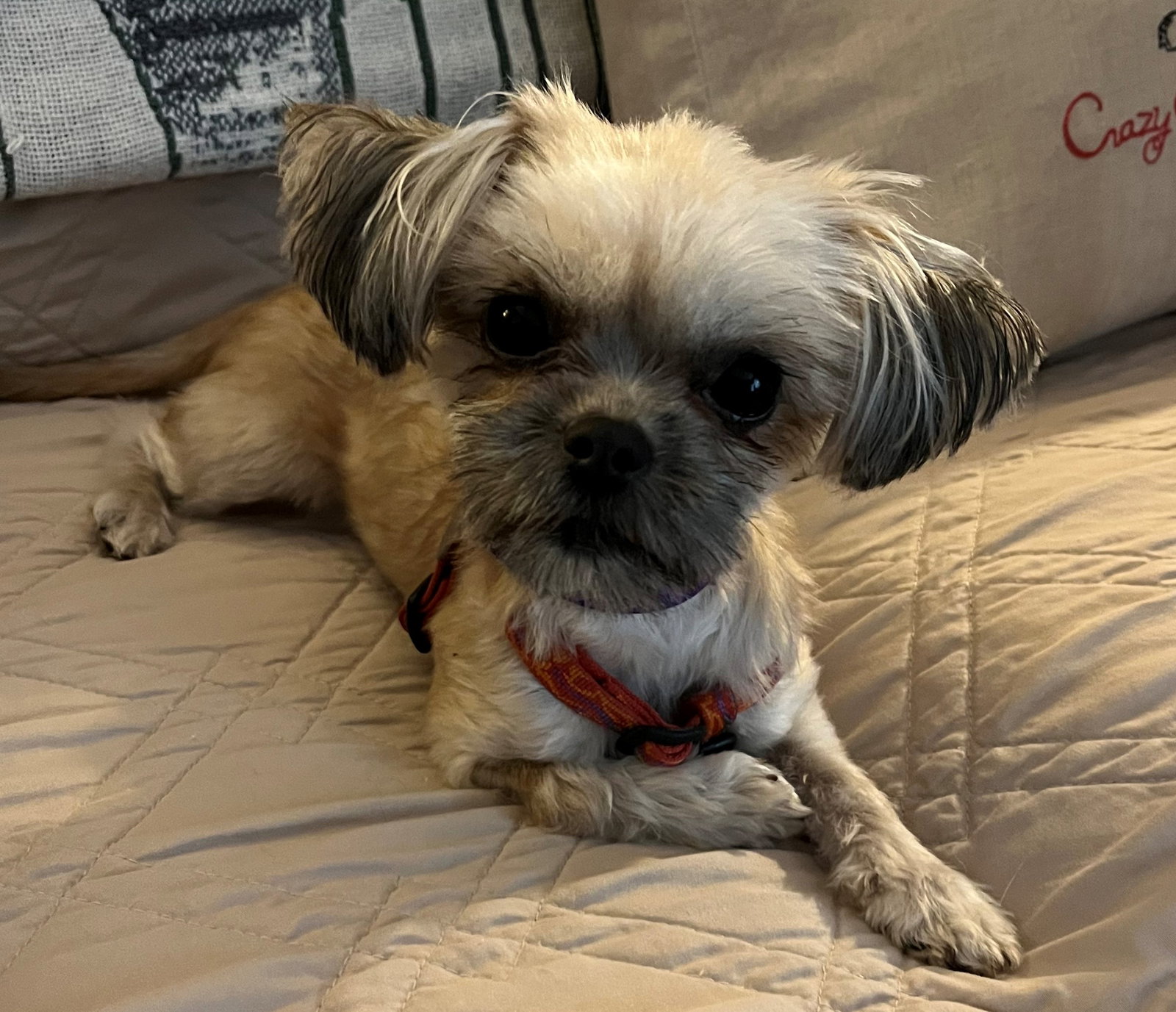 Dog for Adoption Kiki, a Yorkshire Terrier Yorkie in Greensboro, NC