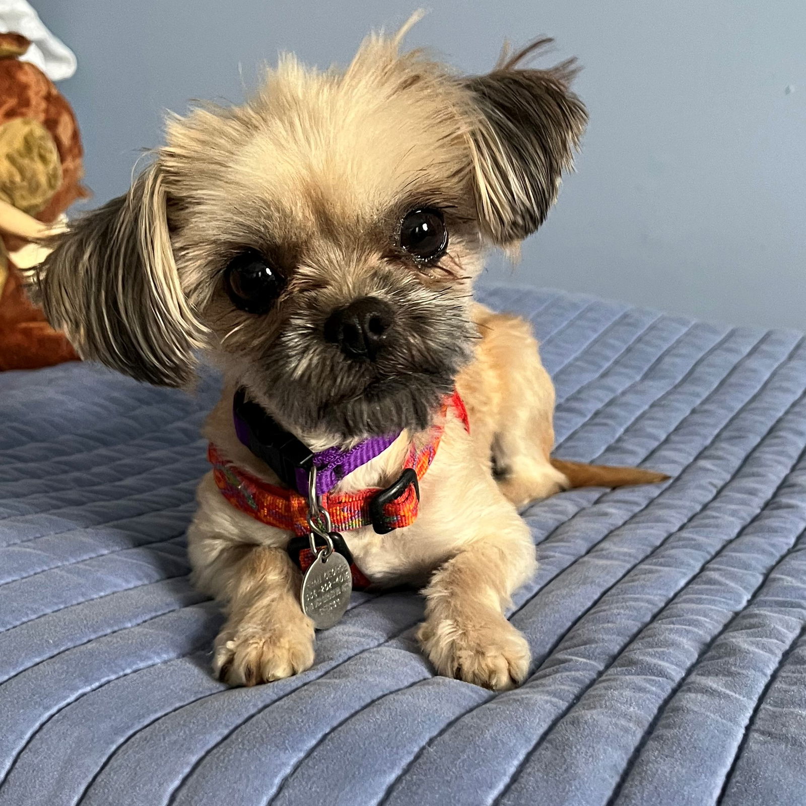 Dog for Adoption - Kiki, a Yorkshire Terrier Yorkie in Greensboro, NC ...