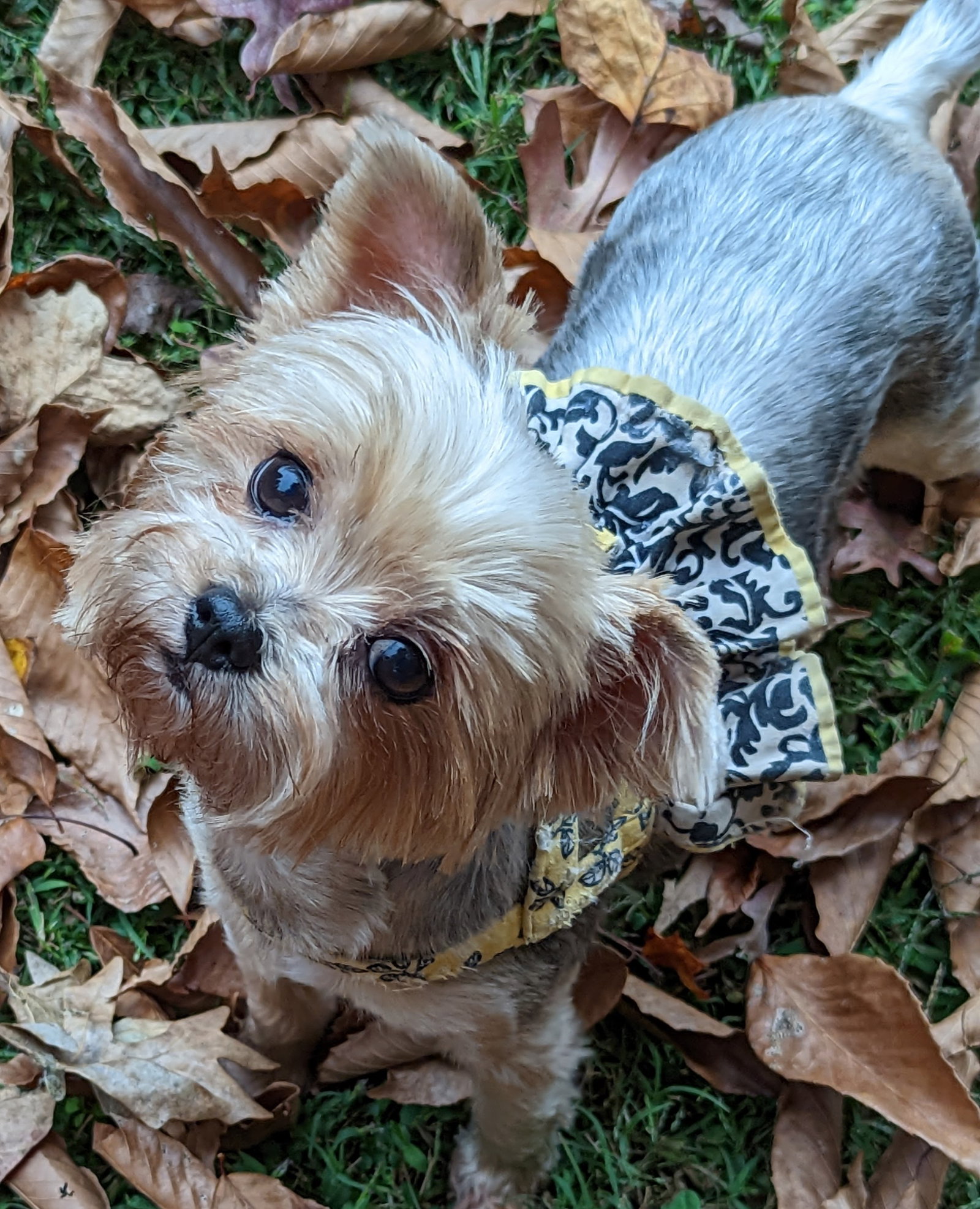 Dog for Adoption Macy, a Yorkshire Terrier Yorkie in Stuart, VA