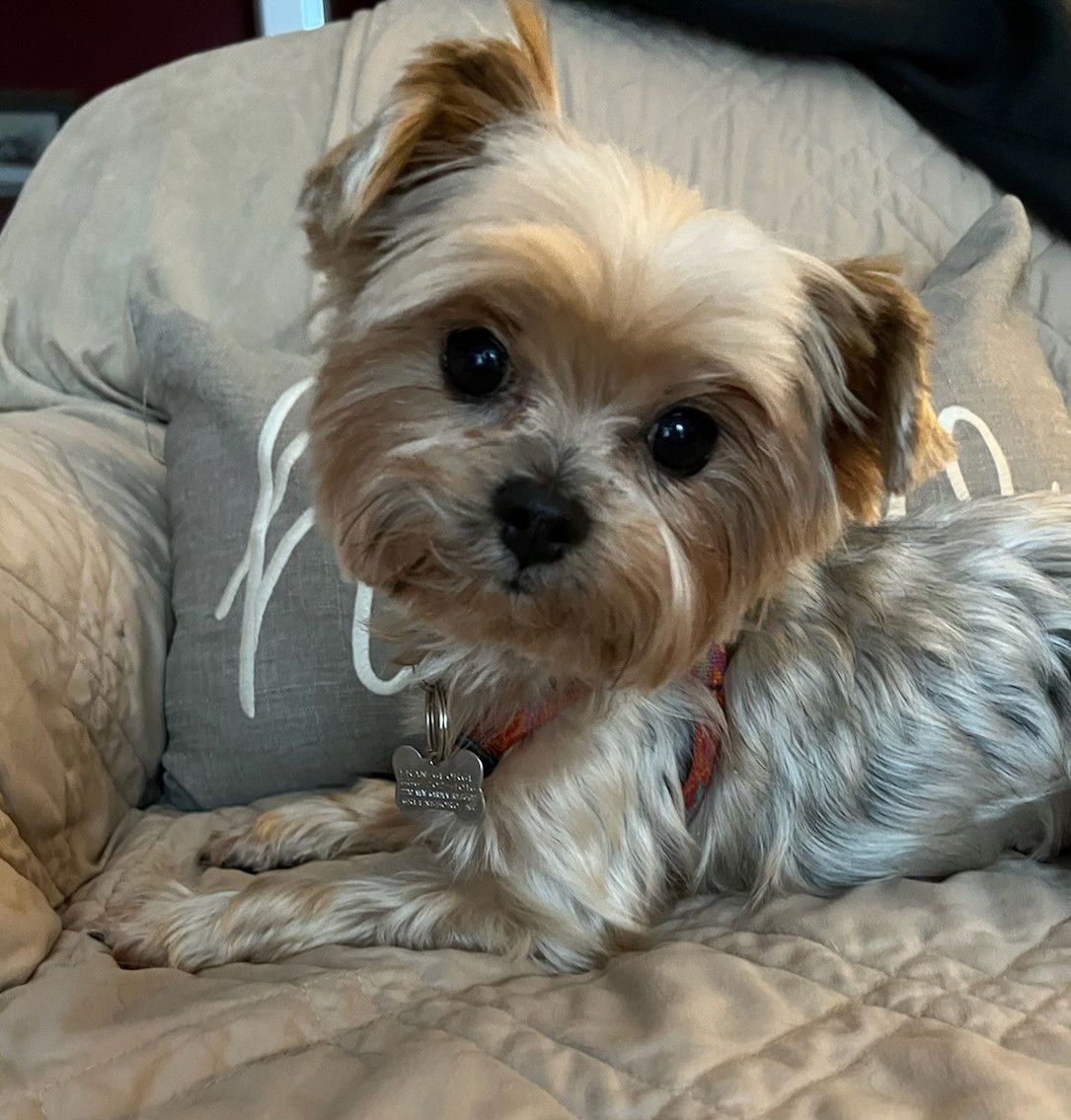 Dog for Adoption - Macy, a Yorkshire Terrier Yorkie in Burlington, NC ...