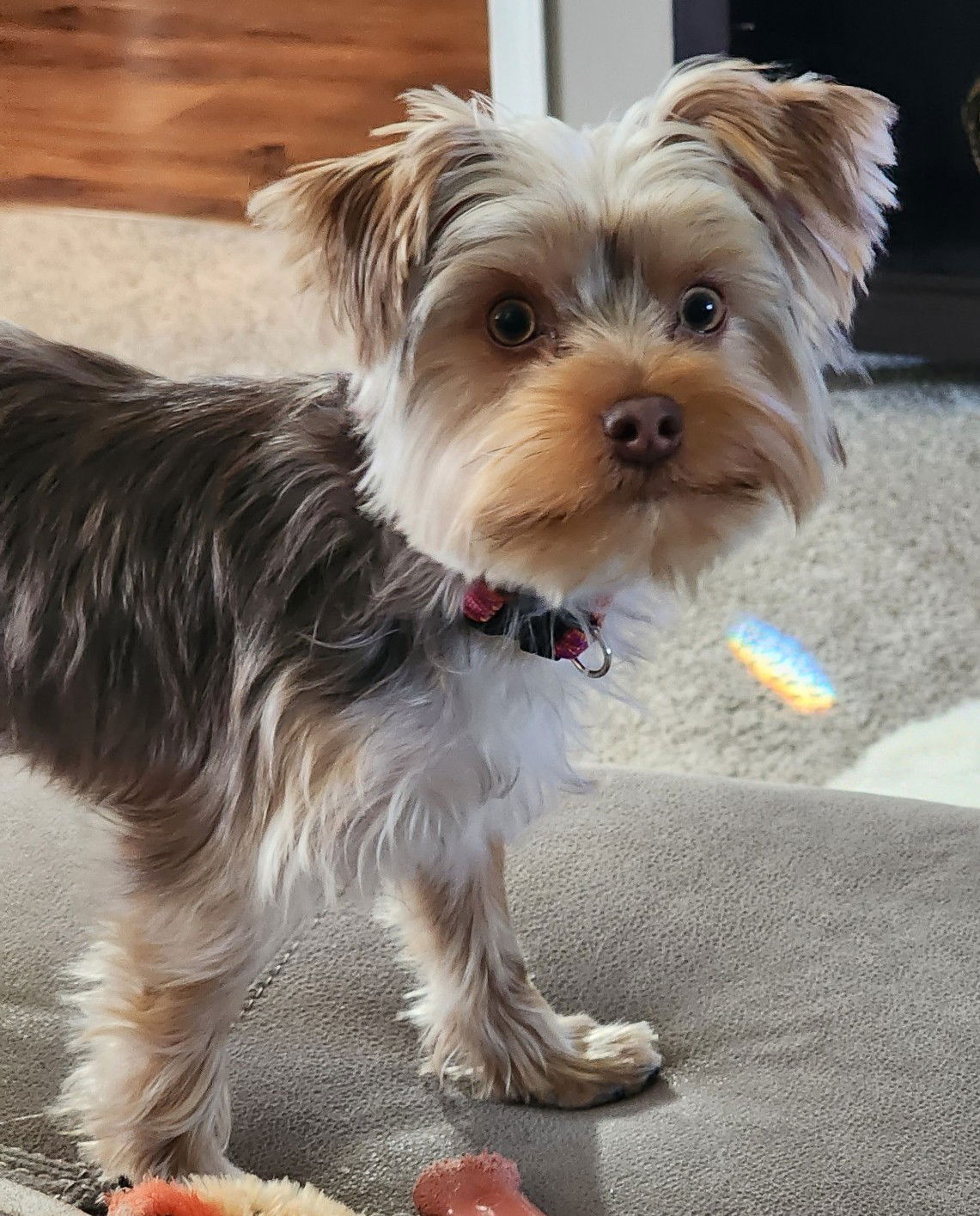 Dog for Adoption - Hannah, a Yorkshire Terrier Yorkie in Fearrington ...