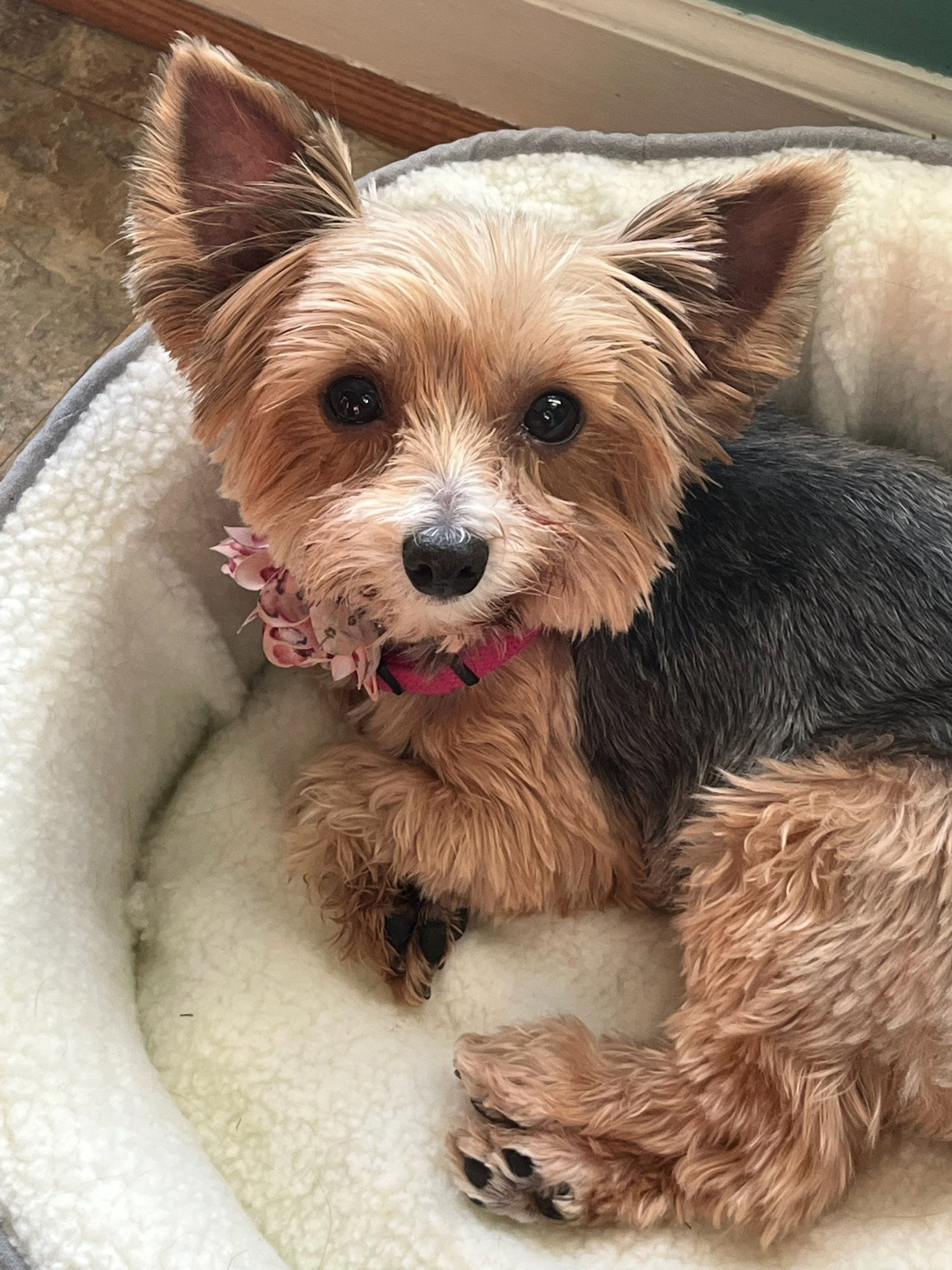 Dog for Adoption Paisley, a Yorkshire Terrier Yorkie in Orange County