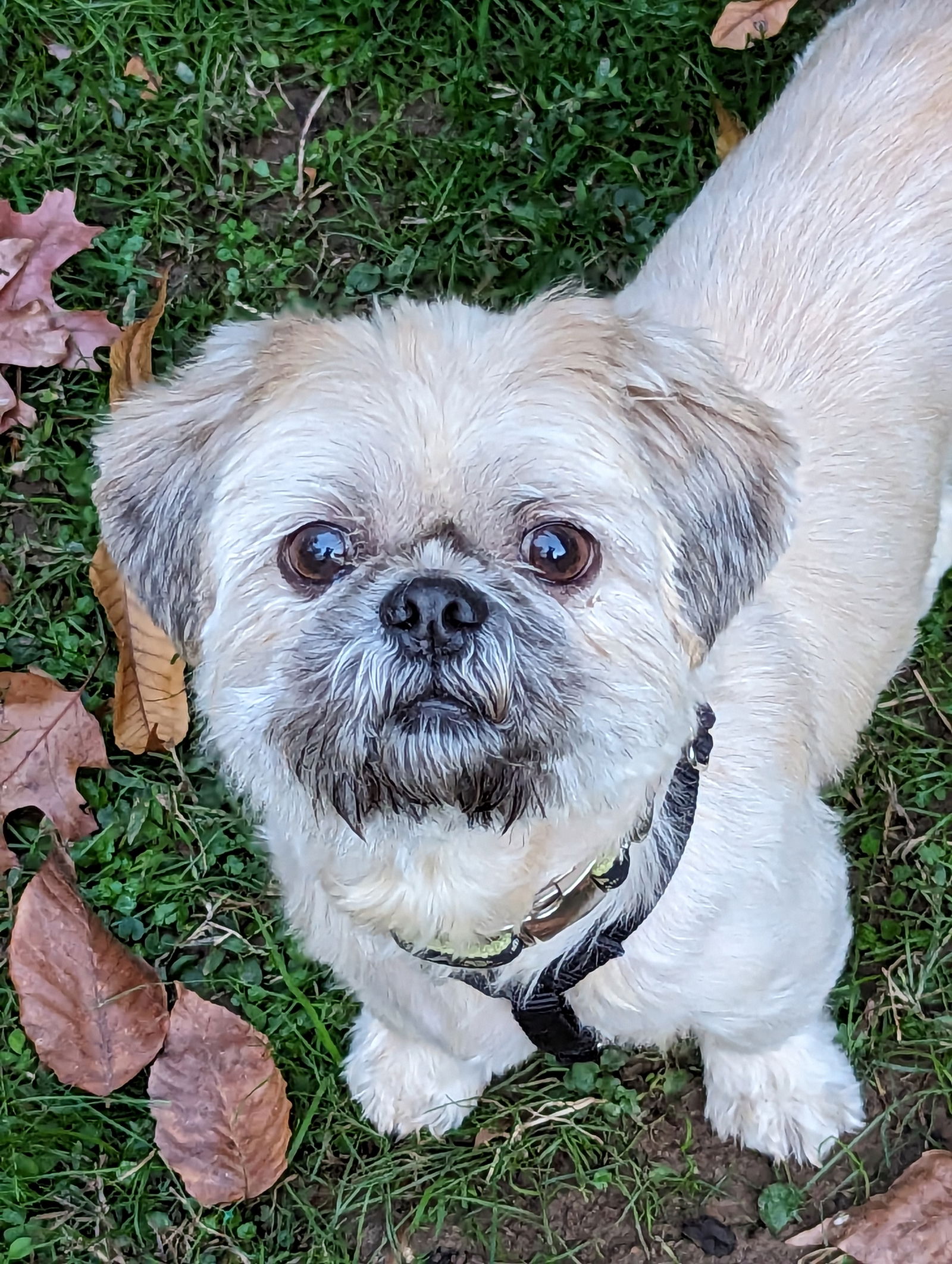 adoptable Dog in Greensboro, NC named Teddy