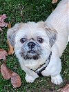 adoptable Dog in greensboro, NC named Teddy